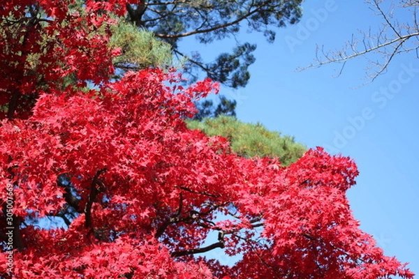 Obraz 千秋公園の紅葉