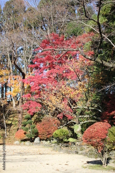 Obraz 千秋公園の紅葉