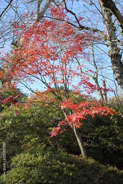Obraz 千秋公園の紅葉
