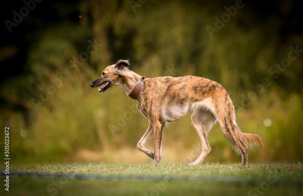 Fototapeta Silken Windsprite
