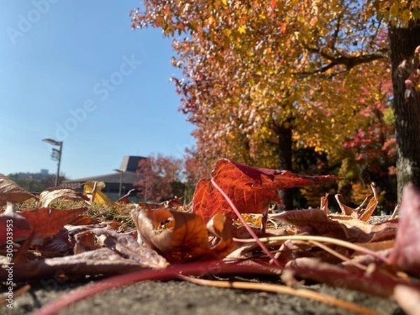 Obraz 落ち葉紅葉