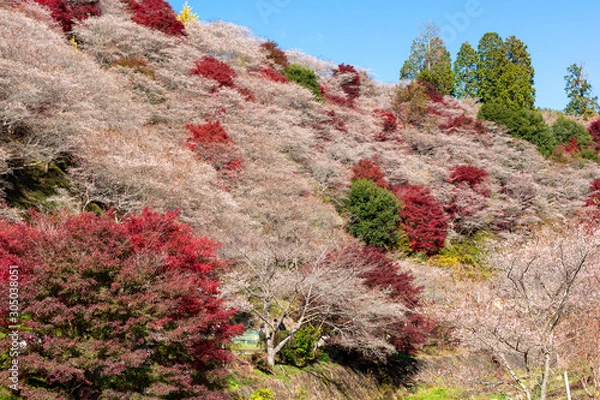 Obraz 川見四季桜の里