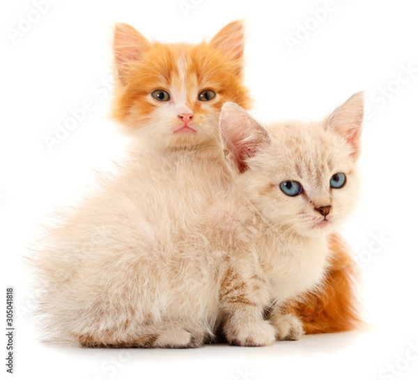 Obraz Two small kittens isolated.