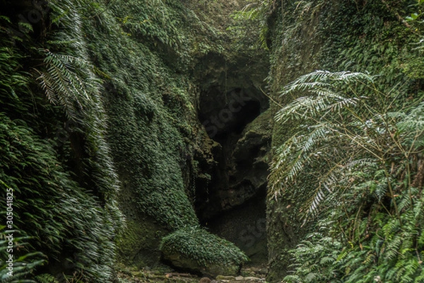 Fototapeta 洞窟 苔