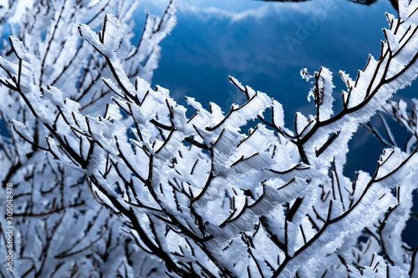 Obraz 樹氷