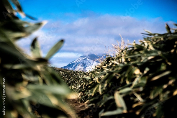 Obraz 石鎚山 風景