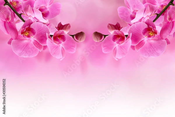Fototapeta beautiful pink orchid flower
