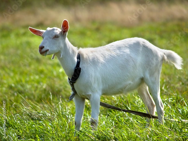 Obraz Goat on green meadow