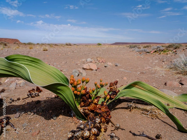 Obraz Welwitschia mirabilis in Damaraland desert - Namibia.