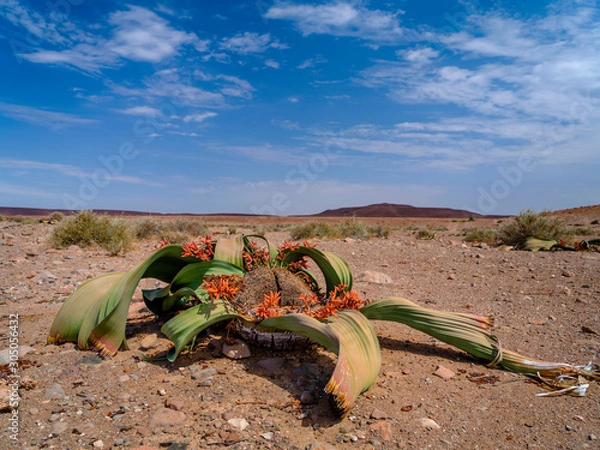 Obraz Welwitschia mirabilis w Damaraland Desert - Namibia.
