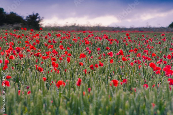 Obraz Field of Poppies near Poundbury Dorchester