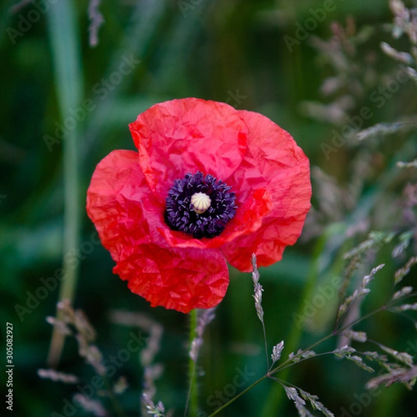 Fototapeta Upwey Poppy Field in early july