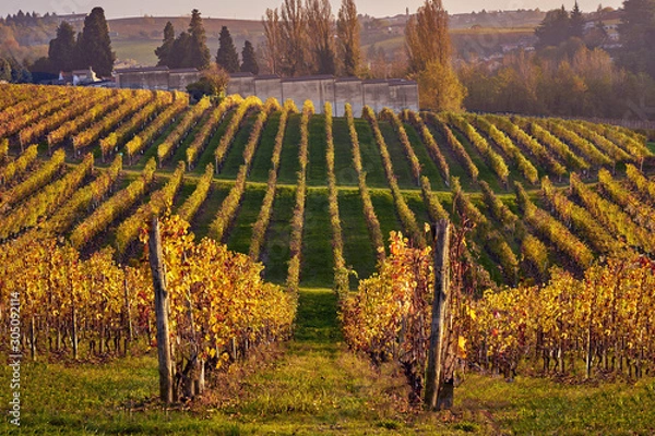 Fototapeta Autumn vineyards in Piemonte. Straight Raws of Barbera grapes