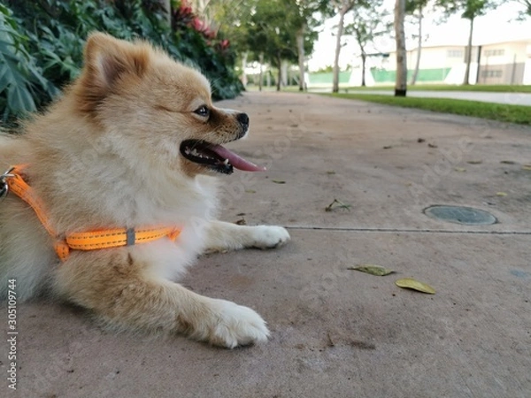 Obraz Perro en camino