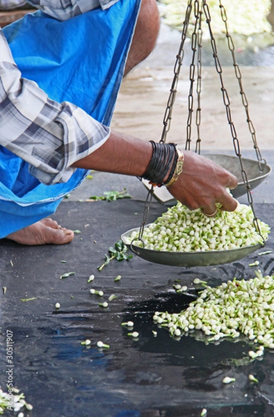 Obraz bouton de jasmin