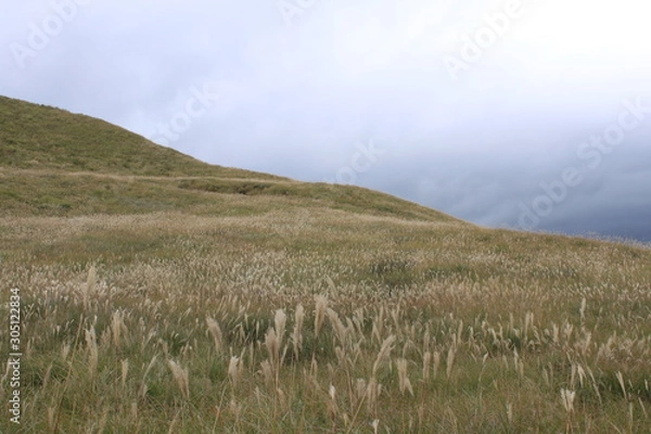 Obraz 細野高原のすすき野原