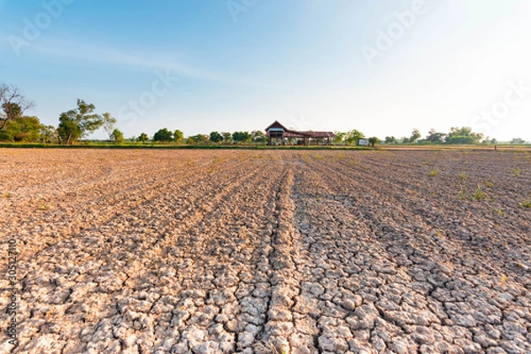Fototapeta The fields are dry, the land is broken. And the evening sun