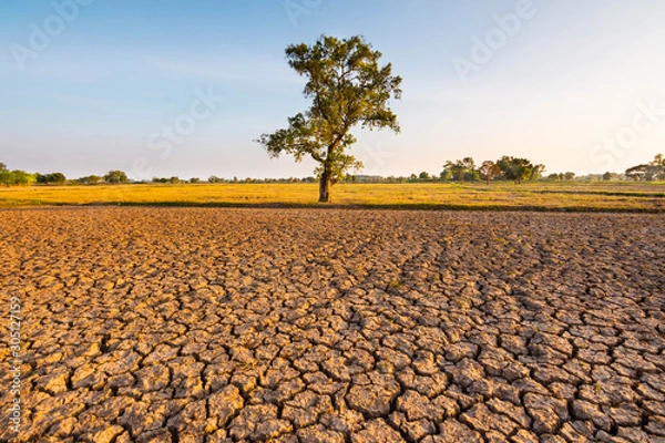 Fototapeta The fields are dry, the land is broken. And the evening sun