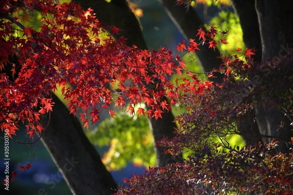 Obraz 紅葉