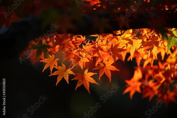 Obraz 紅葉