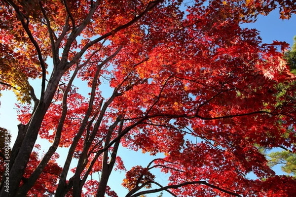 Fototapeta 紅葉
