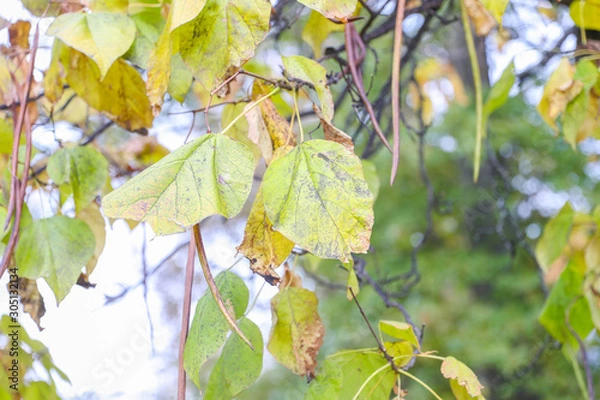Obraz Colorful autumn tree leaves closeup - Image