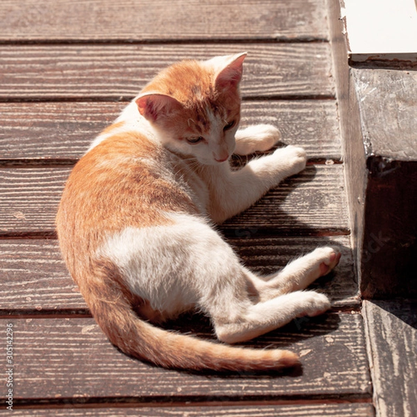 Obraz Ginger kitten lying on the floor