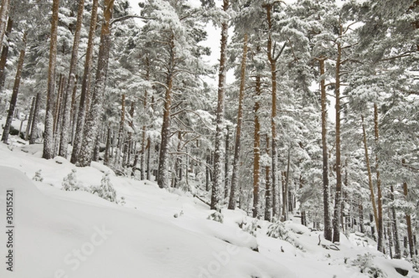 Obraz Puerto de Navacerrada