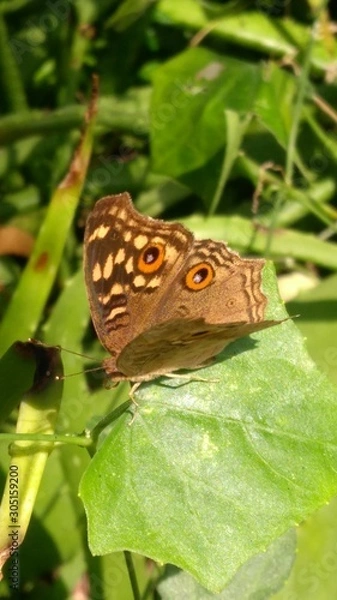 Obraz Butterfly on leaf