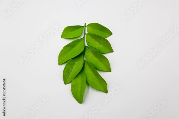 Obraz green leaves isolated on white background