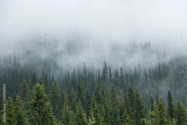 Fototapeta Green trees with mist or fog descending