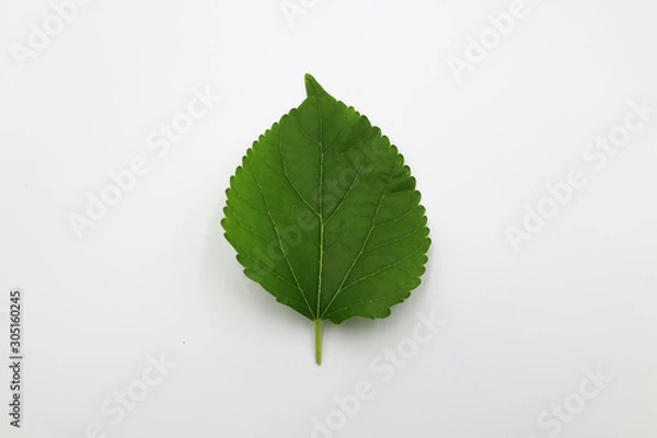 Obraz mulberry green leaf isolated on white background
