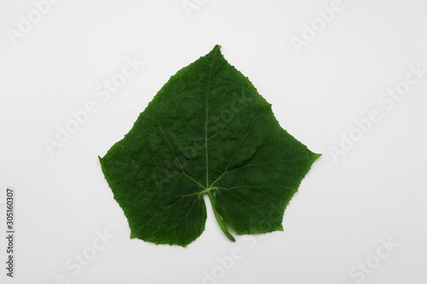 Obraz green leaf isolated on white background