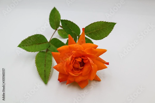 Obraz yellow rose isolated on white background