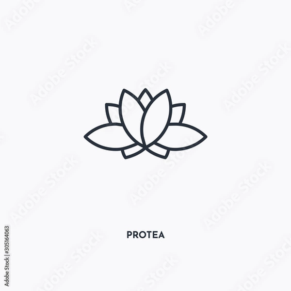 Fototapeta Protea outline icon. Simple linear element illustration. Isolated line Protea icon on white background. Thin stroke sign can be used for web, mobile and UI.