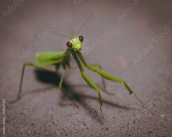 Obraz Praying Mantis smiling at the camera