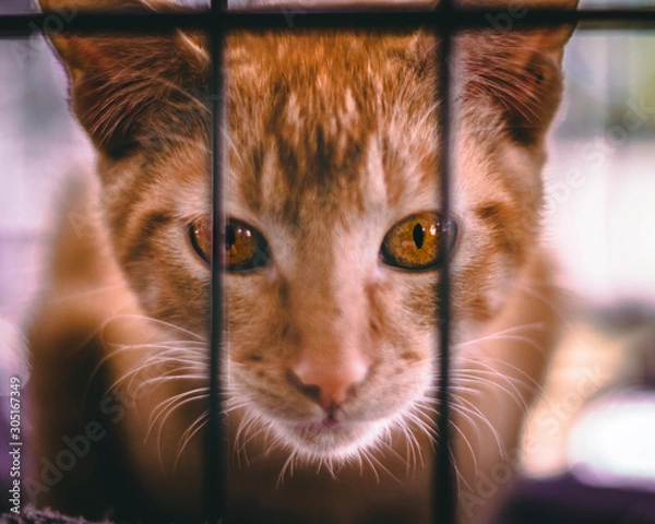 Obraz Orange cat looking through cage