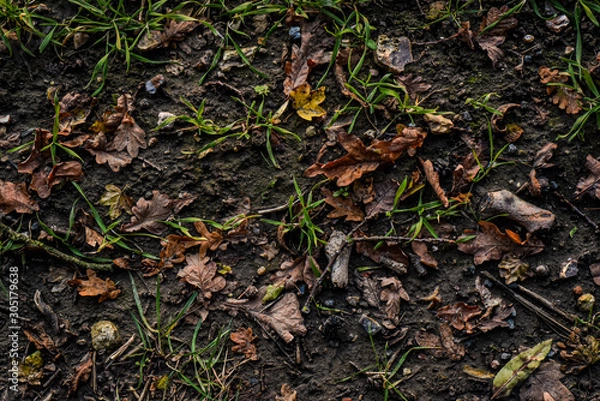 Obraz Autumnal forrest floor background texture