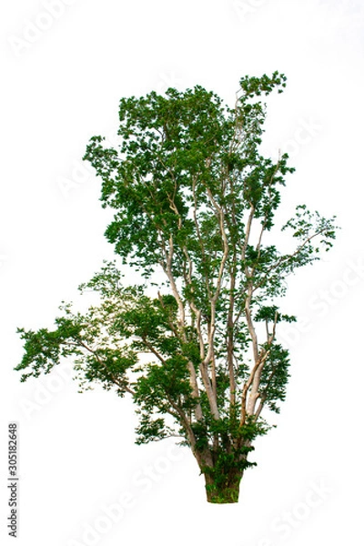 Fototapeta Isolated tree on white background