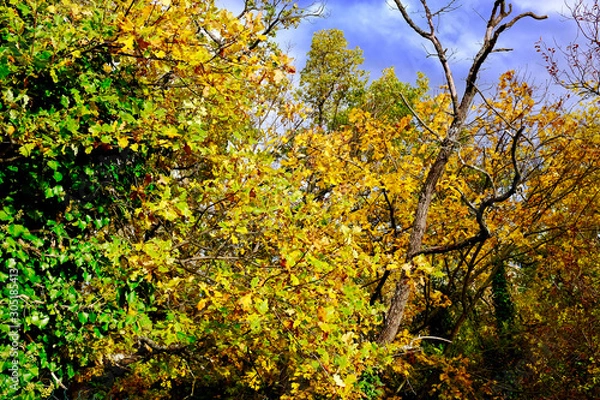 Obraz AUTOMNE LOIRE FOREZ