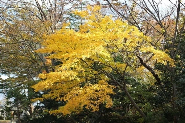 Obraz 高清水公園の紅葉