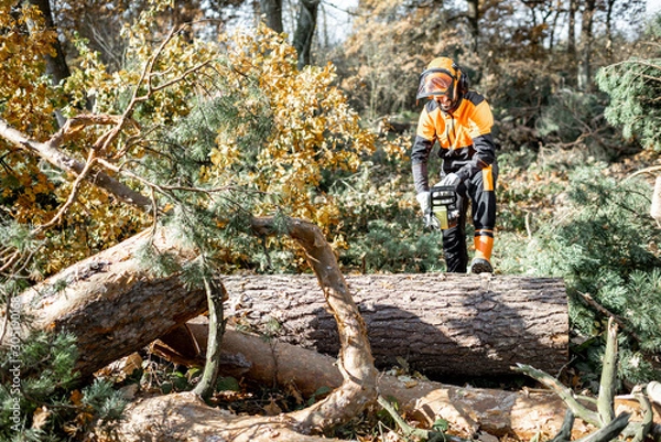 Fototapeta Lumberman in protective workwear sawing tree trunk in the forest. Concept of a professional logging