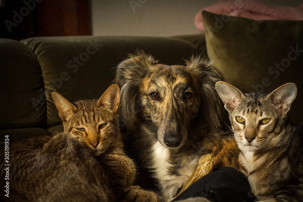 Fototapeta drei Freunde