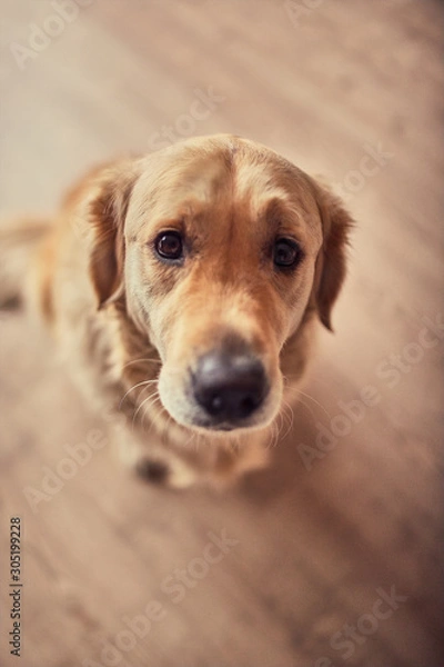 Fototapeta Cara de un perro
