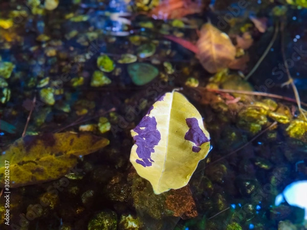 Obraz A yellow leaf floating on water
