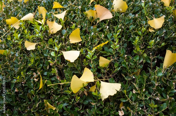 Obraz GinkGinkgo biloba leaves of autumn