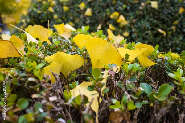 Obraz Ginkgo biloba leaves of autumn	