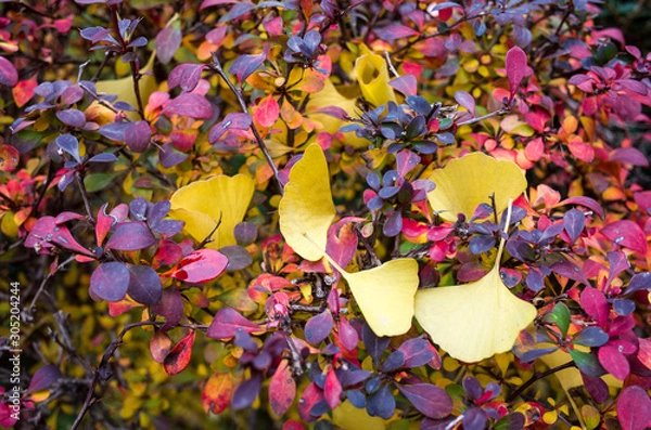 Obraz GinkGinkgo biloba leaves of autumn