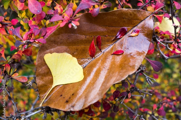Obraz GinkGinkgo biloba leaves of autumn
