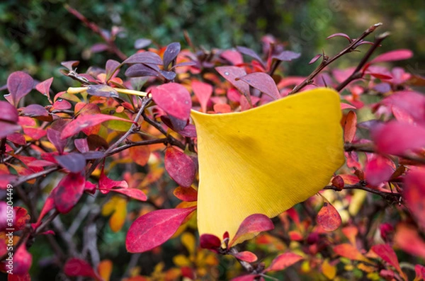 Obraz GinkGinkgo biloba leaves of autumn